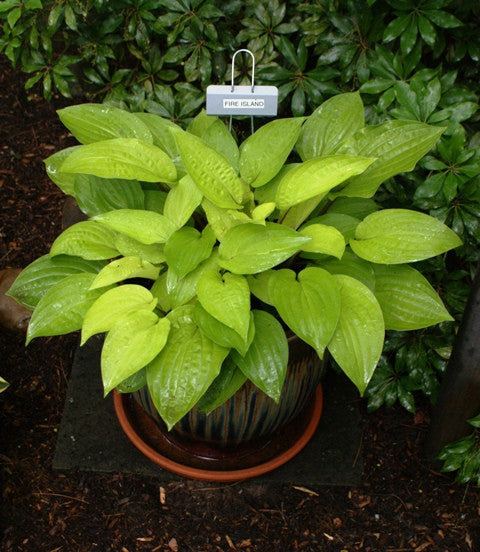 'Fire Island' Hosta From NH Hostas