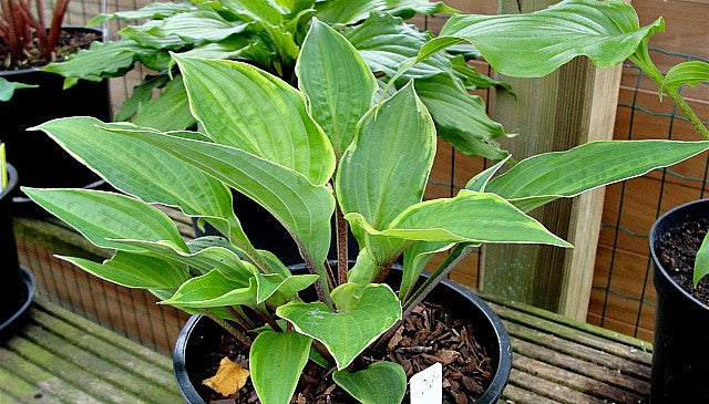 'Fireplace' Hosta Courtesy of Naylor Creek