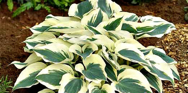 'Firn Line' Hosta