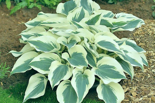 'Firn Line' Hosta Courtesy of Gerard Heemskerk