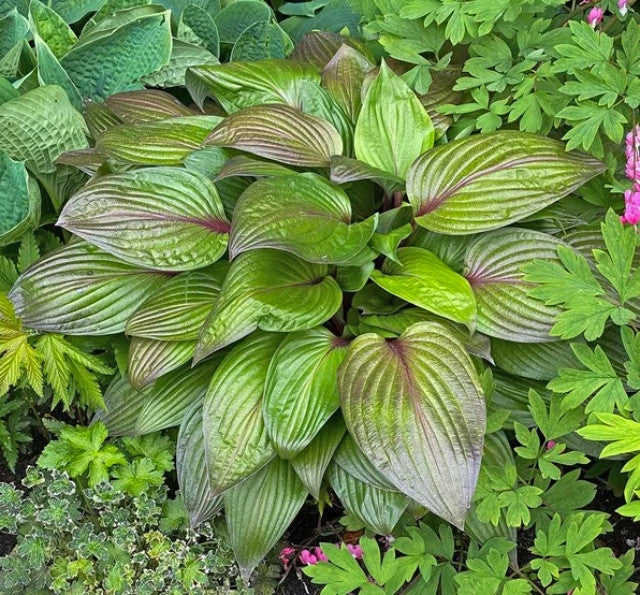 Hosta 'First Blush'