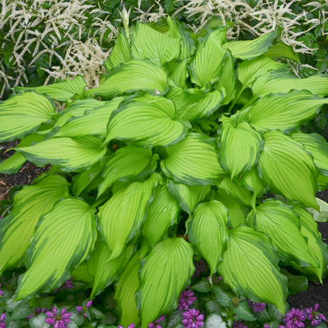 'First Dance' Hosta Courtesy of Walters Gardens