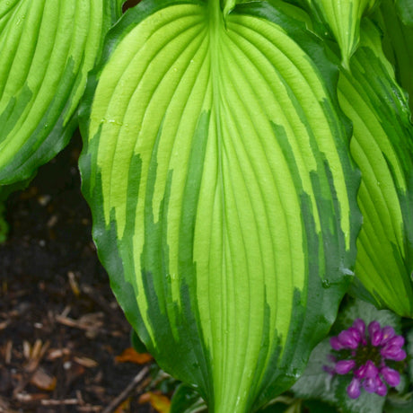 'First Dance' Hosta Courtesy of Walters Gardens