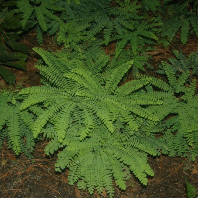 Five Finger Maidenhair Fern