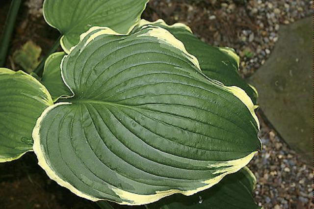 'Flapjack' Hosta Courtesy of Q&Z Nursery