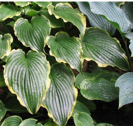 'Flapjack' Hosta