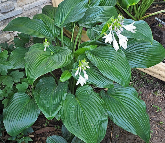 Hosta 'Flower Power' Courtesy of the Hosta Library