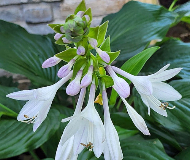 Hosta 'Flower Power' Courtesy of the Hosta Library