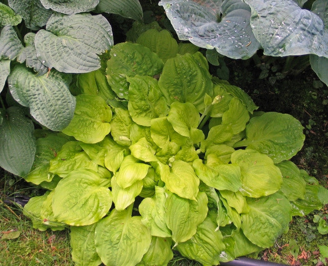 Hosta 'Fluff and Puff' Courtesy of Don Dean