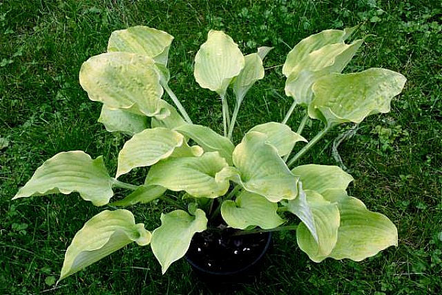 'Fog Light' Hosta Courtesy of Alttara Scheer