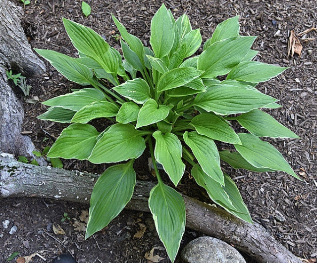 Hosta 'Foggy Day' Courtesy of The Hosta Library