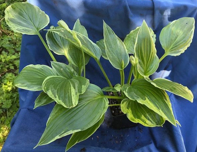Hosta 'Foggy Day' Courtesy of Naylor Creek and The Hosta Library