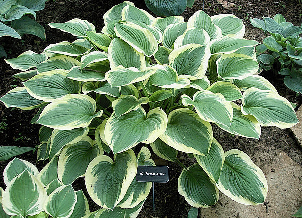 'Formal Attire' Hosta Courtesy of Carol Brashear