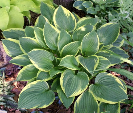 'Fortunei Aureomarginata' Hosta