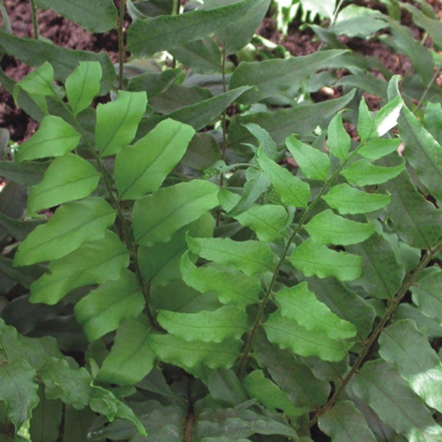 Fortune's Holly Fern Courtesy of Casa Flora