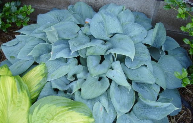 'Fragrant Blue' Hosta
