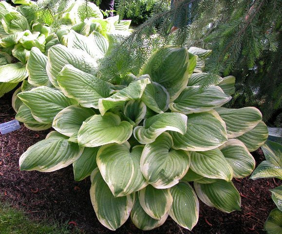 'Fragrant Bouquet' Hosta