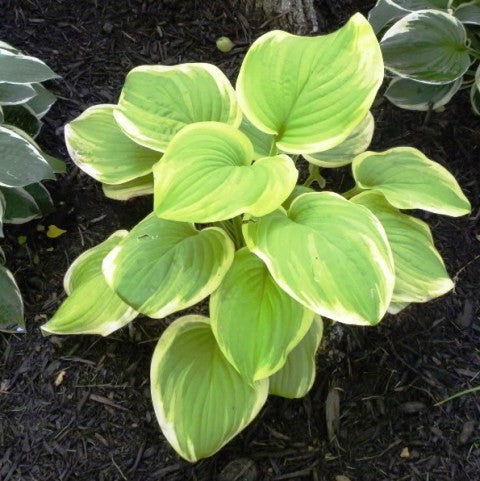 'Fragrant Bouquet' Hosta