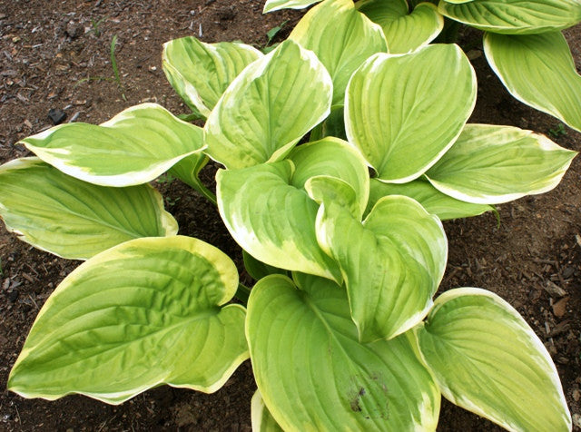 'Fragrant Bouquet' Hosta