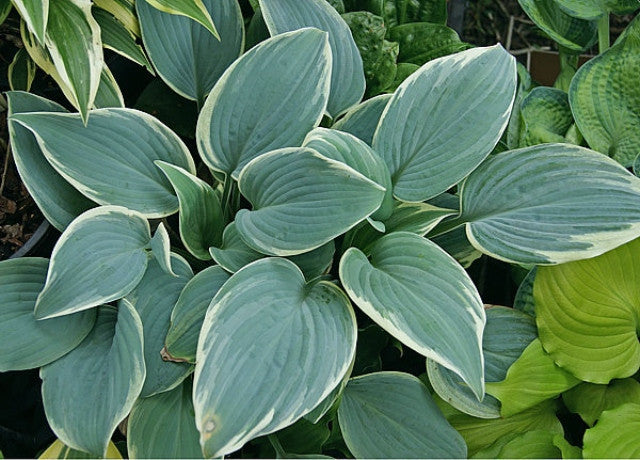 Hosta 'Fragrant Blue Ribbons' Courtesy of the Hosta Library