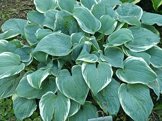 Hosta 'Fragrant Blue Ribbons' Courtesy of the Hosta Library