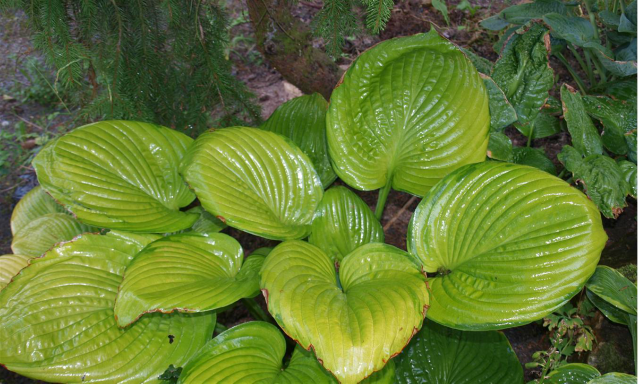 'Fran Godfrey' Hosta