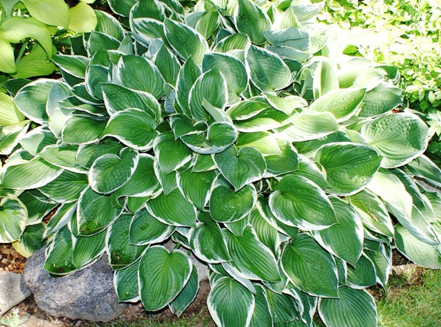 'Francee' Hosta From NH Hostas