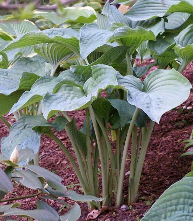 'Frank Lloyd Wright' Hosta Courtesy of Rick Goodenough
