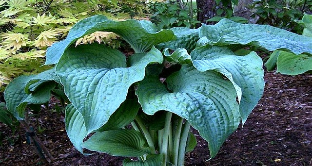 'Frank Lloyd Wright' Hosta Courtesy of Naylor Creek