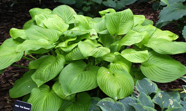 'Fried Bananas' Hosta