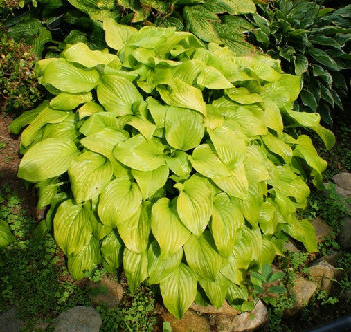 'Fried Bananas' Hosta From NH Hostas