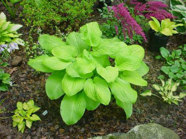 'Fried Bananas' Hosta Courtesy of Kathie Sisson