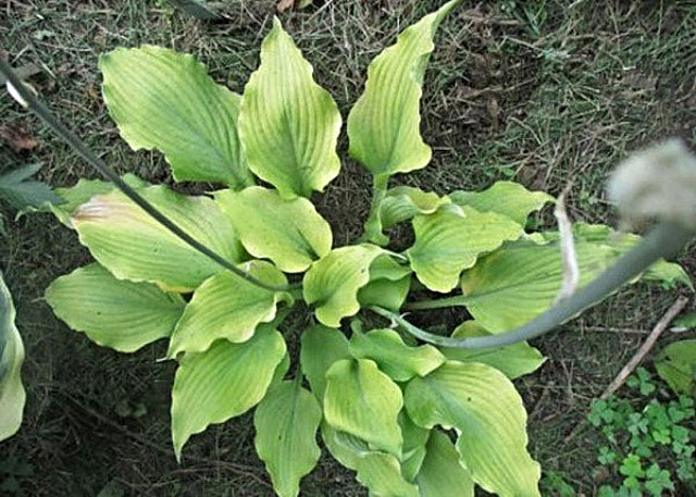 Hosta 'Frilly Fantasy' Courtesy of Ed Shulz and the Hosta Library