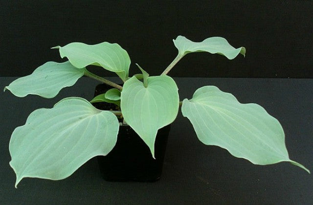 Hosta 'Frisian Misty Sky' Courtesy of Bate Aukema and The Hosta Library
