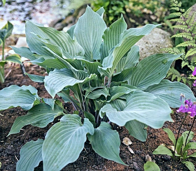 Hosta 'Frisian Misty Sky' Courtesy of Reiner Blohm and The Hosta Library