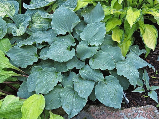 Hosta 'Frisian Waving Steel' Courtesy of Vanessa Chaborek and the Hosta Library