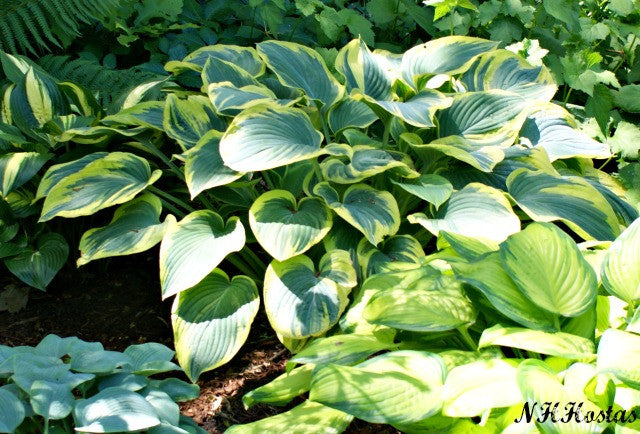 'Frost Giant' Hosta From NH Hostas