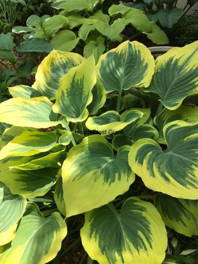 'Frost Giant' Hosta From NH Hostas