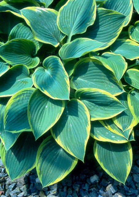 'Frost Giant' Hosta Courtesy of Bob Solberg