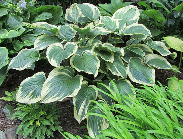 'Frost Giant' Hosta Courtesy of Carol Brashear
