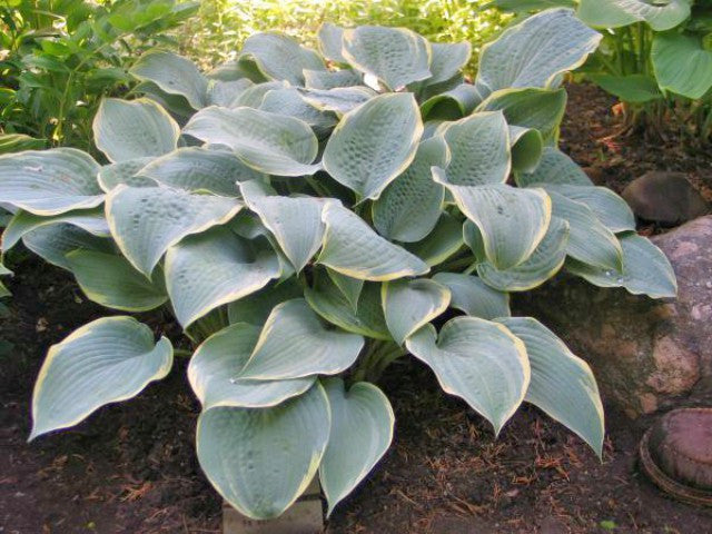 'Frosted Dimples' Hosta Courtesy of Don Dean