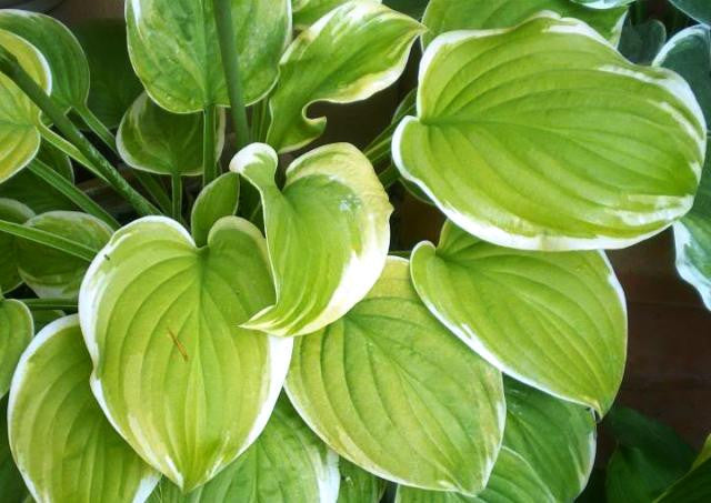 'Frozen Margarita' Hosta