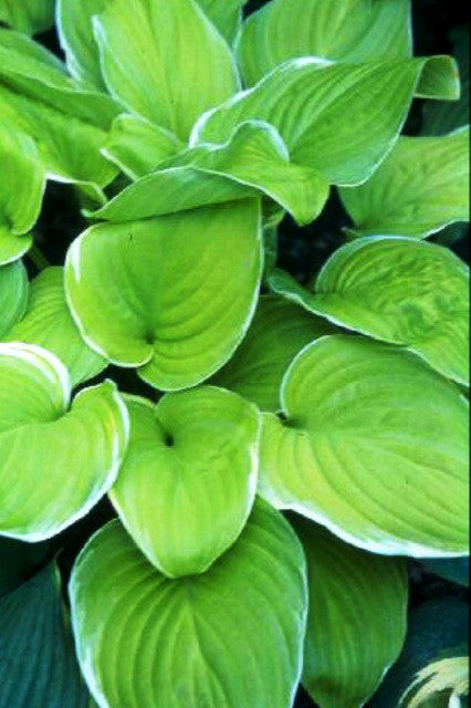 'Frozen Margarita' Hosta