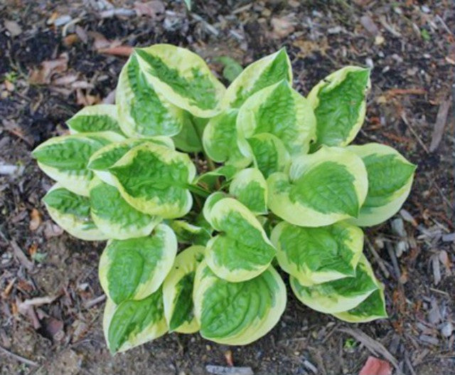 'Fruit Loop' Hosta Courtesy of Green Hill Farm