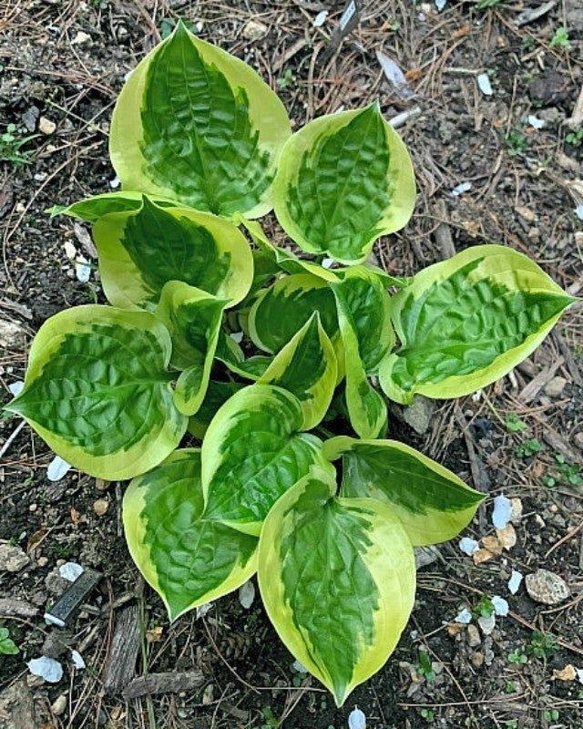 Hosta 'Fruit Loop' Courtesy of the Hosta Library
