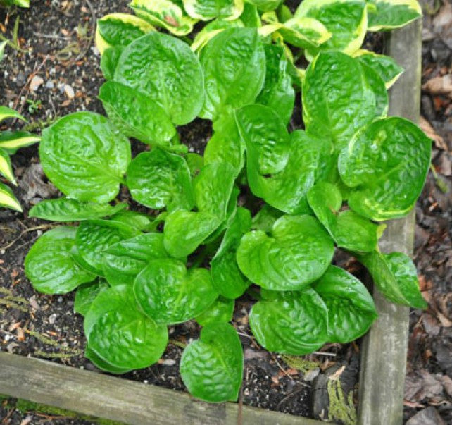 Hosta 'Fruit Cup' Courtesy of Doug Beilstein