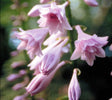 'Fujibotan' Hosta Flower
