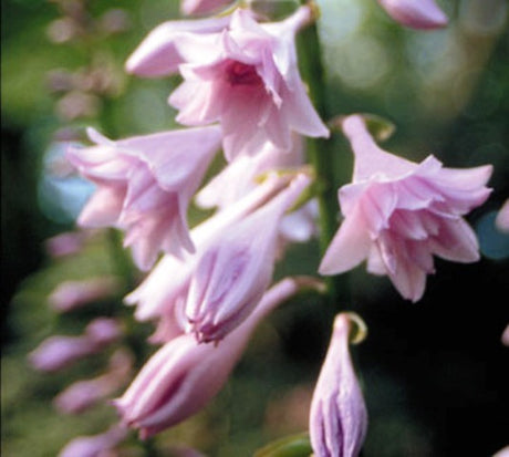 'Fujibotan' Hosta Flower