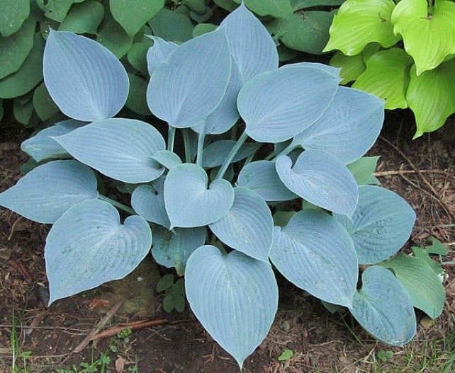 'Fulda' Hosta Courtesy of Carol Brashear
