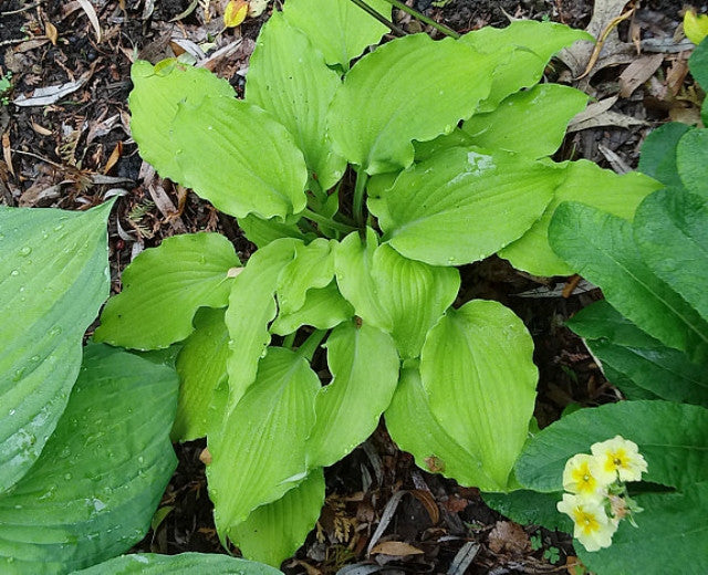 Hosta 'Funny Bones' Courtesy of Carol Brashear and The Hosta Library